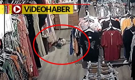 İ­s­t­a­n­b­u­l­’­d­a­ ­B­i­r­ ­K­e­d­i­ ­G­i­r­d­i­ğ­i­ ­G­i­y­i­m­ ­M­a­ğ­a­z­a­s­ı­n­d­a­n­ ­T­a­y­t­ ­Ç­a­l­d­ı­